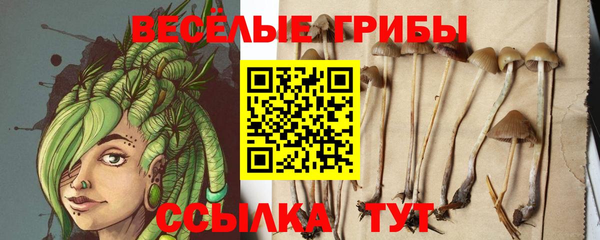 Псилоцибиновые грибы Psilocybine cubensis Майский
